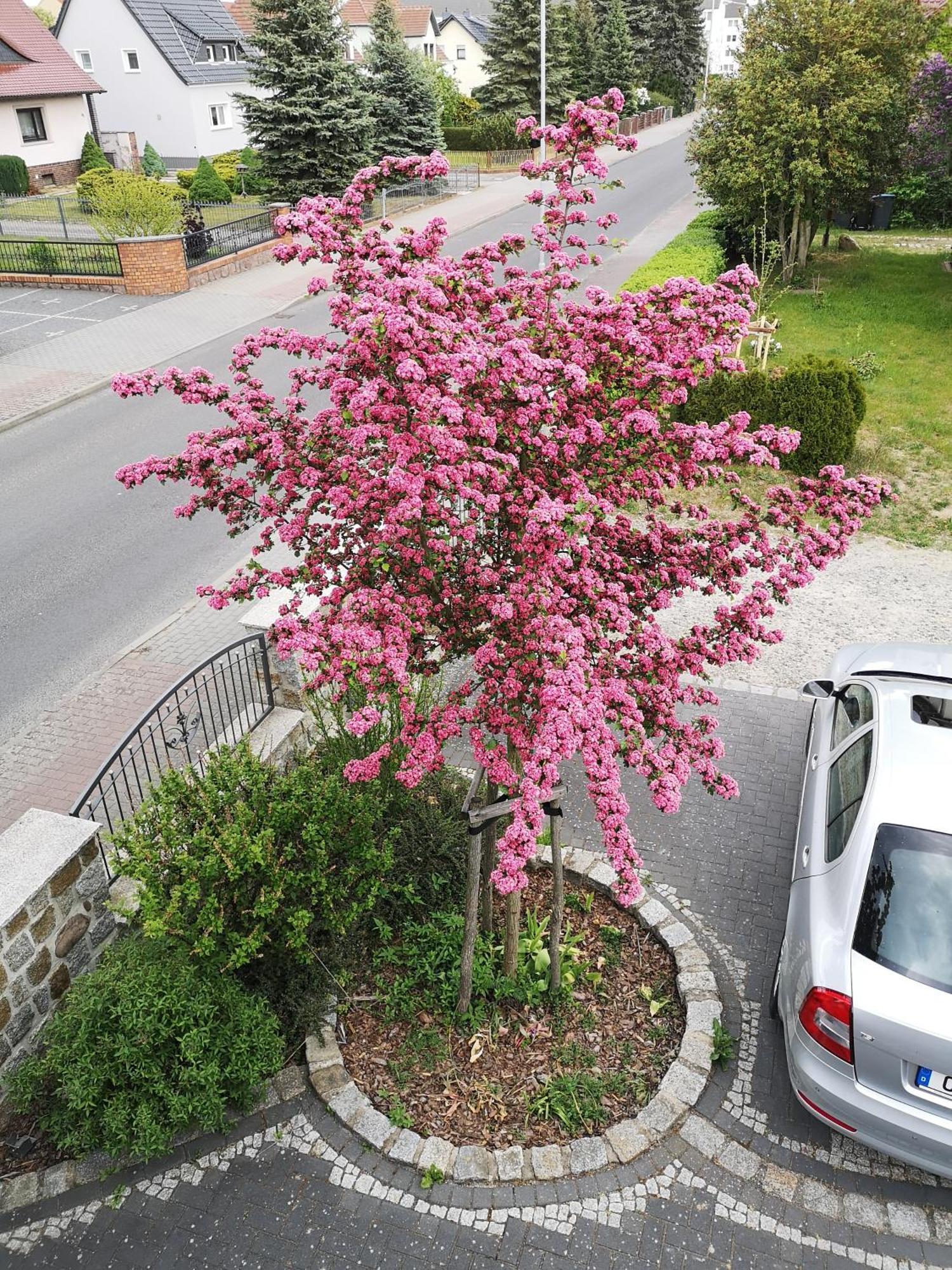 Ferienwohnung Im Vogelhaus Mit Dachterasse Und Grossem Garten Calau Dış mekan fotoğraf